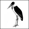 Marabou